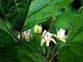 Steinbeere (Rubus saxatilis)