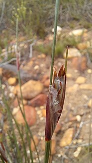 Flowering head