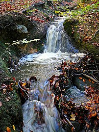 Stream in Judy Woods