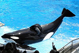 Tilikum in 2009 tijdens een optreden in SeaWorld Orlando