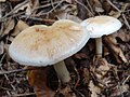 !Tricholoma stiparophyllum sin. Tricholoma pseudoalbum!