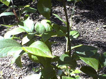 Plant with unripe berries