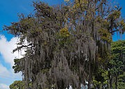 Usnea barbata, een gevoelig baardmos