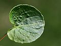 Viola palustris detail of the leaf, Photo by Kristian Peters