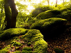 Bemooste Felsen im naturnahen Ufer-Hangwald bei Dürhagen.