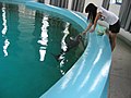 A researcher feeding a finless porpoise