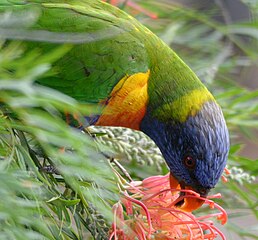 Drinking Grevillea nectar