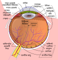 বাংলা Beangáilis