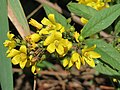 Közönséges lizinka (Lysimachia vulgaris)