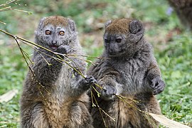 Alaotra-Bambuslemuren (Hapalemur alaotrensis)