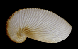 Argonauta nouryi