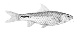 Barbus taeniurus