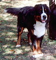 Berner sennenhond