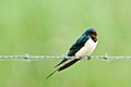 Hirundo rustica