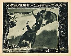 Lobby card "She was slipping over the precipice when the dog caught her": Irene Rich and Strongheart