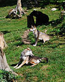Wölfe im Juraparc (2009, Nikon D40x) Finde den Bär. :-)
