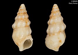 Cerithium renovatum