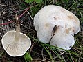 !!!Cllitocybe rivulosa !!!