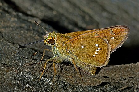 Ventral view