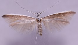 Coleophora acrisella