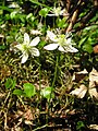 Coptis trifolia