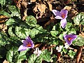 Crocus ligusticus among cyclamens