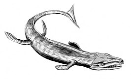 Dakosaurus andiniensis