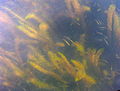 Dolly Varden and Rainbow trout fry in one of the refuge's many lakes.