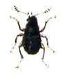 Scydmaeninae (Euconnus hirticollis)