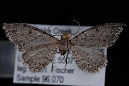 Eupithecia borealis