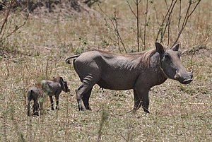 Female warthog with young