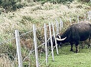 Construction of fences in riparian zones to prevent overgrazing