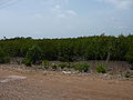 Banjul-Serekunda Highway