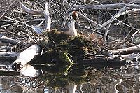 Great Crested Grebe nest