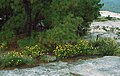 Helianthus porteri