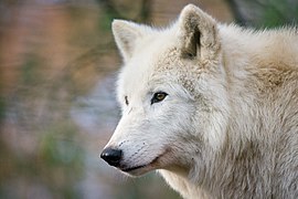 Een Hudson Bay wolf in Zoo Duisburg