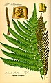 Matteuccia struthiopteris (Ostrich fern)