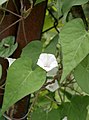 Whitestar potato Ipomoea lacunosa