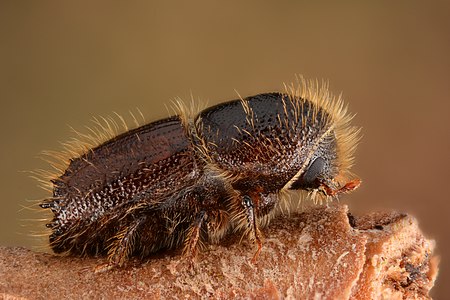 European spruce bark beetle, by GillesSM