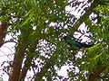 Langschwanz-Glanzstar Long-tailed Glossy-starling