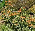 Leucospermum erubescens