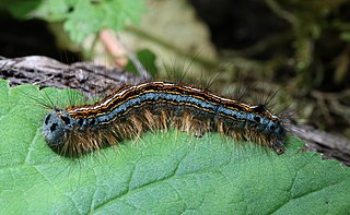 Malacosoma neustria