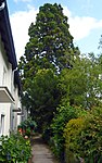 Mammutbaum (Sequoiadendron giganteum)