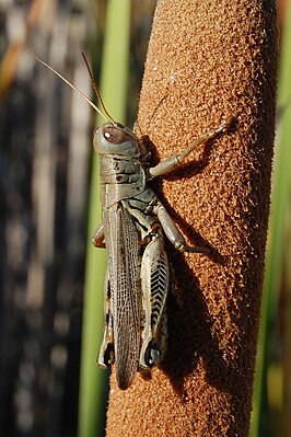 Melanoplus differentialis