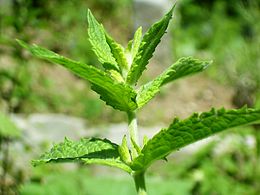 Fodormenta (Mentha spicata)