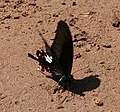 Papilio helenus