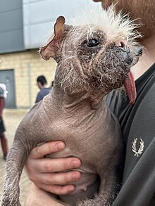 A dog with grey skin and sparse white hair being held in a man's arms. The dog's tongue hangs out of its mouth.