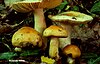 Russula fellea mushroom