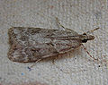 Scoparia ambigualis