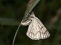 Hartheu-Spanner (Siona lineata)